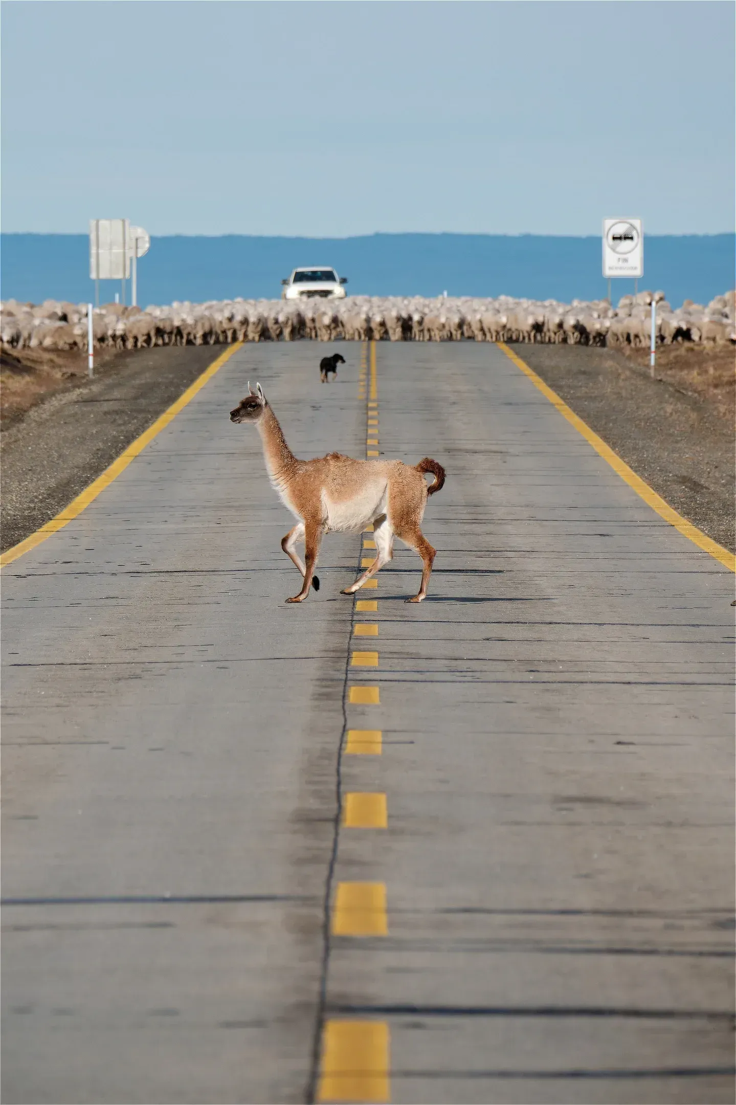 Guanaco road patagonia sheep