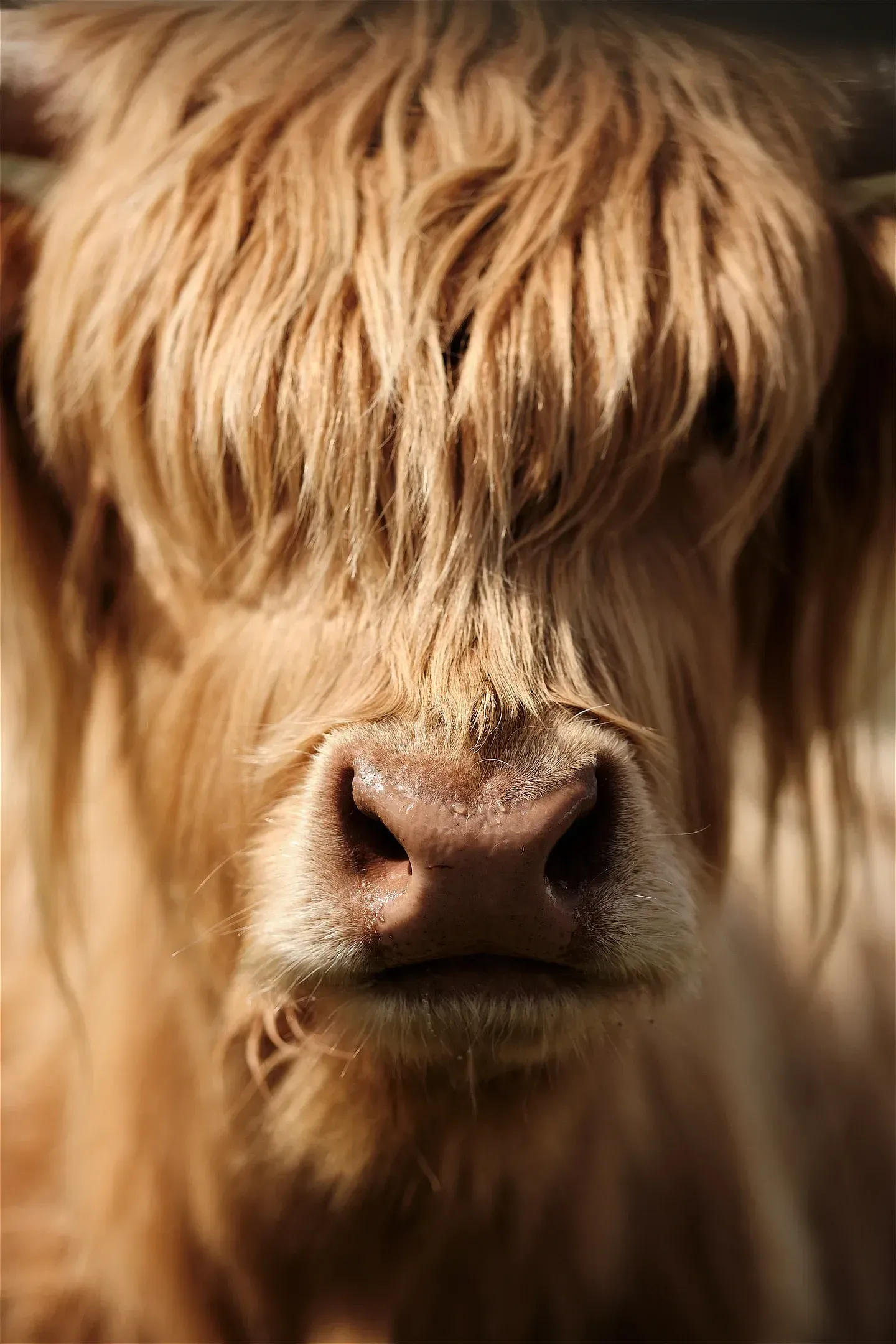 Highland cow portrait