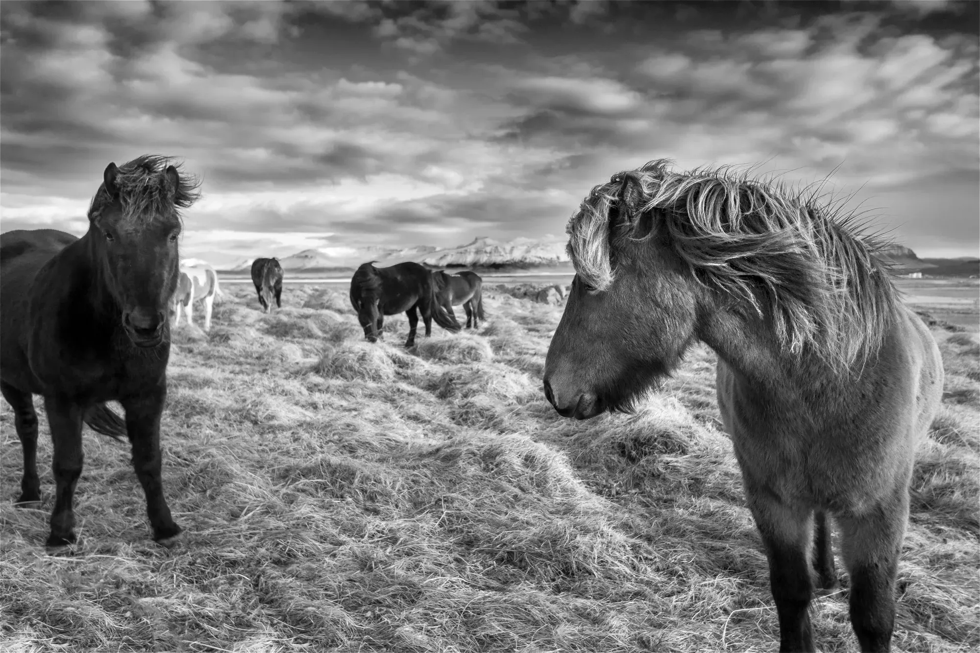 Icelandic horses black white