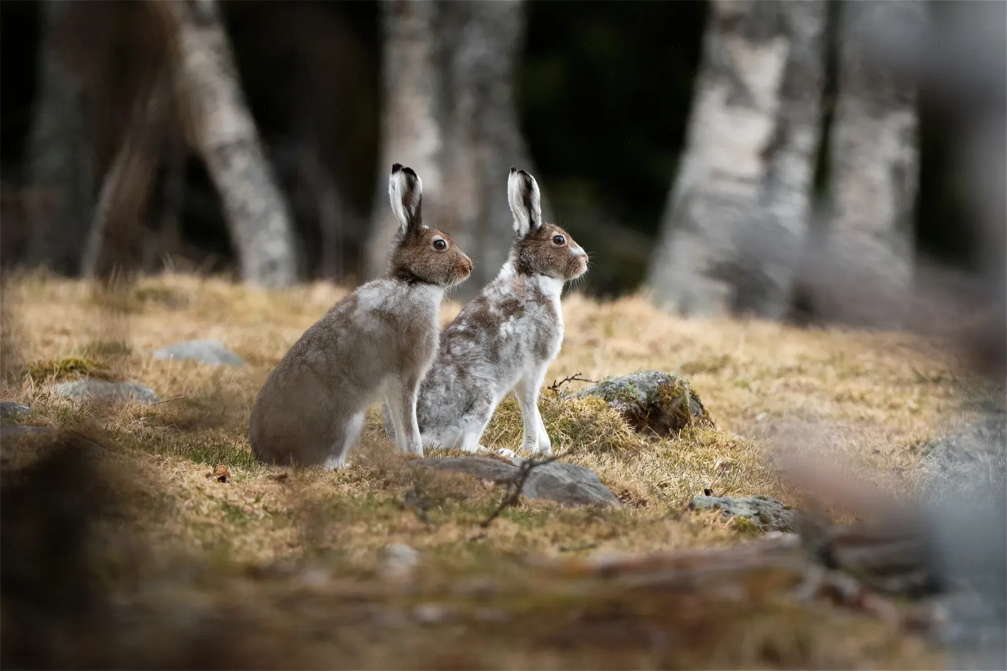 Mountain hares spring coats