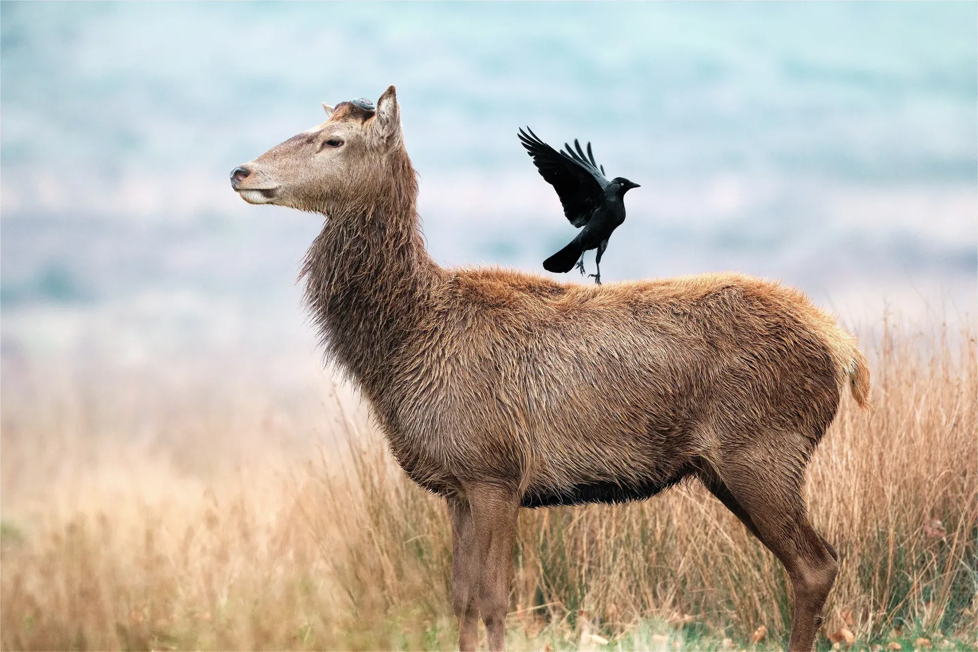 Red deer hind jackdaw