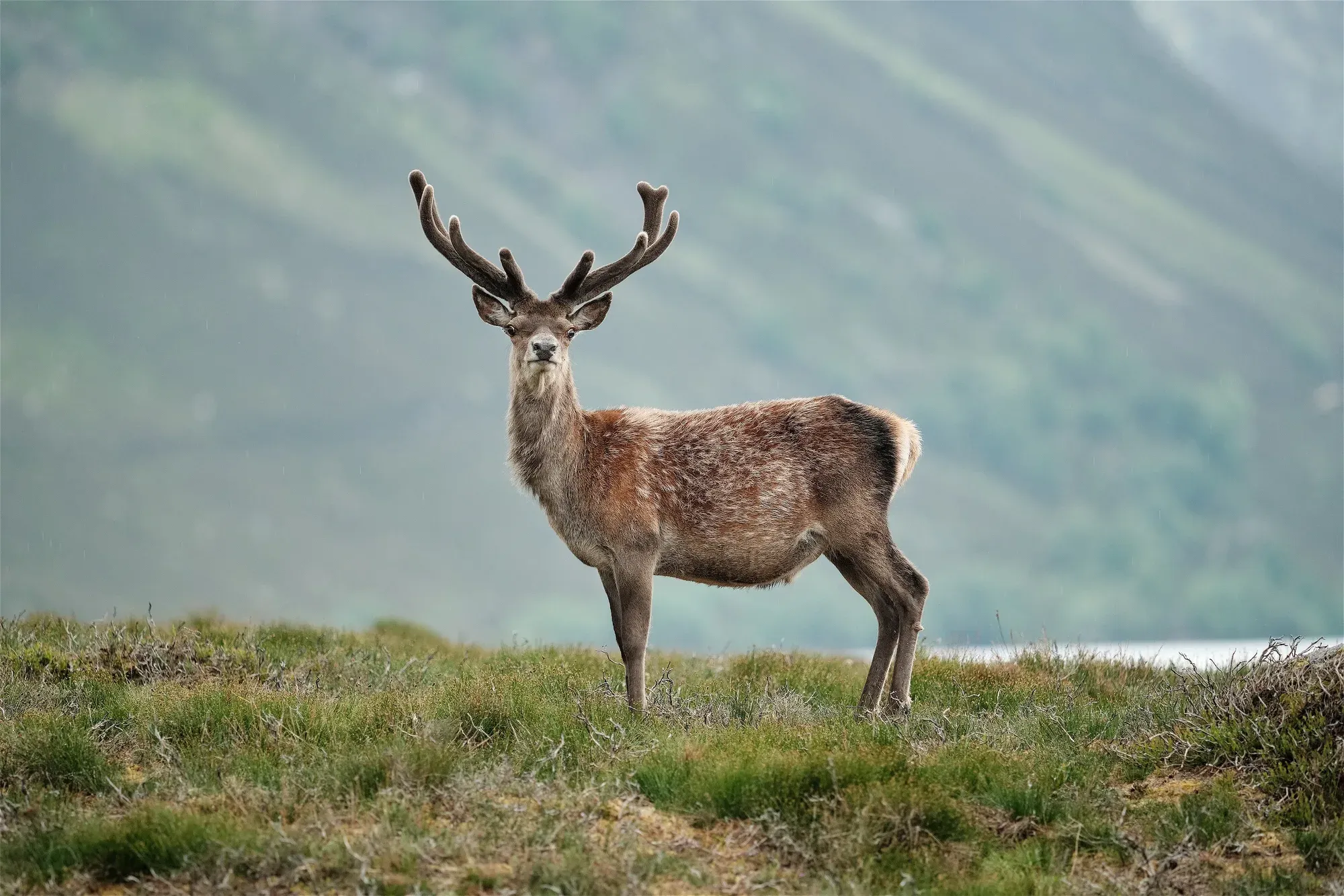Red deer stag scottish highlands