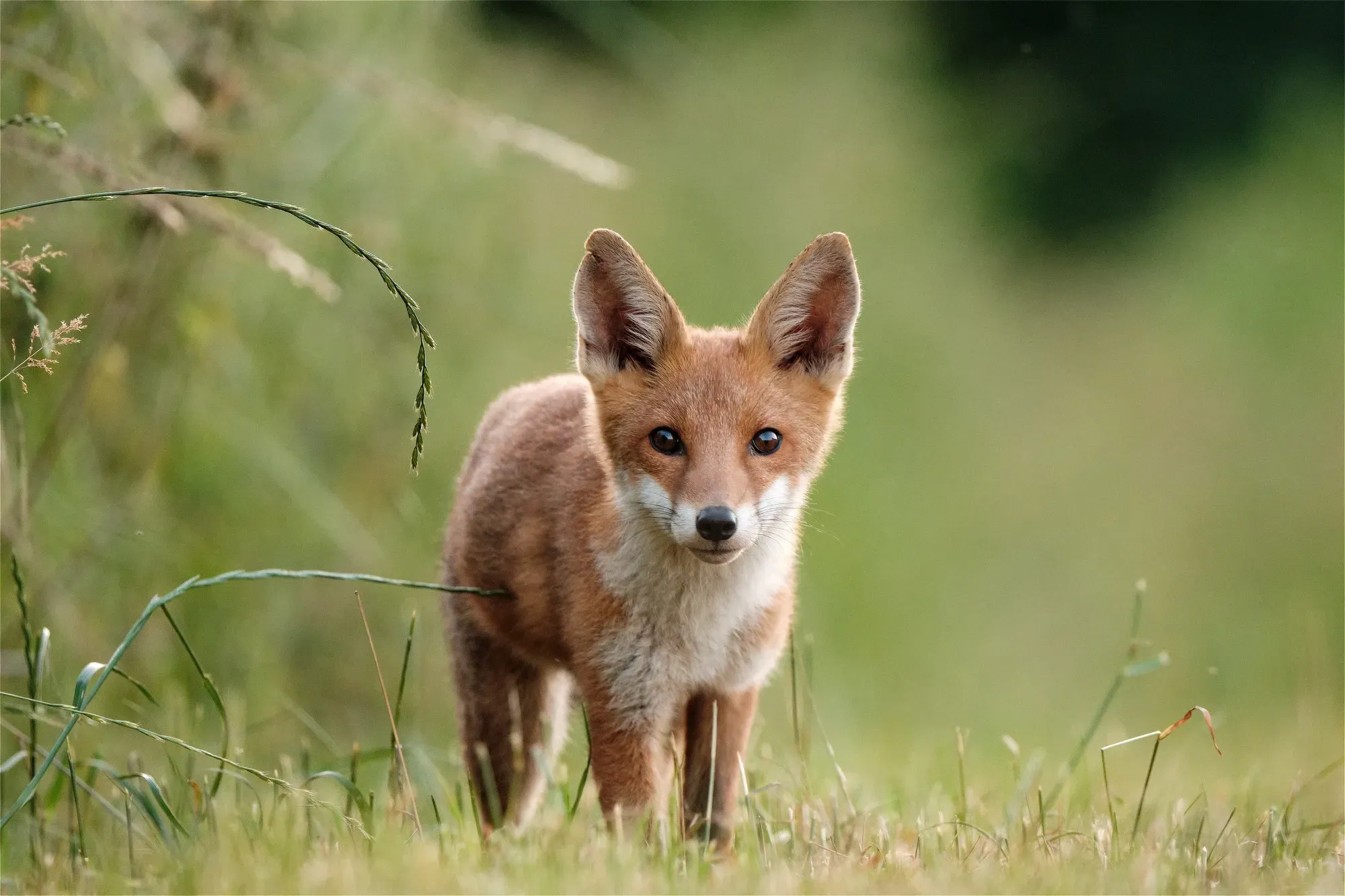Red fox cub meadow