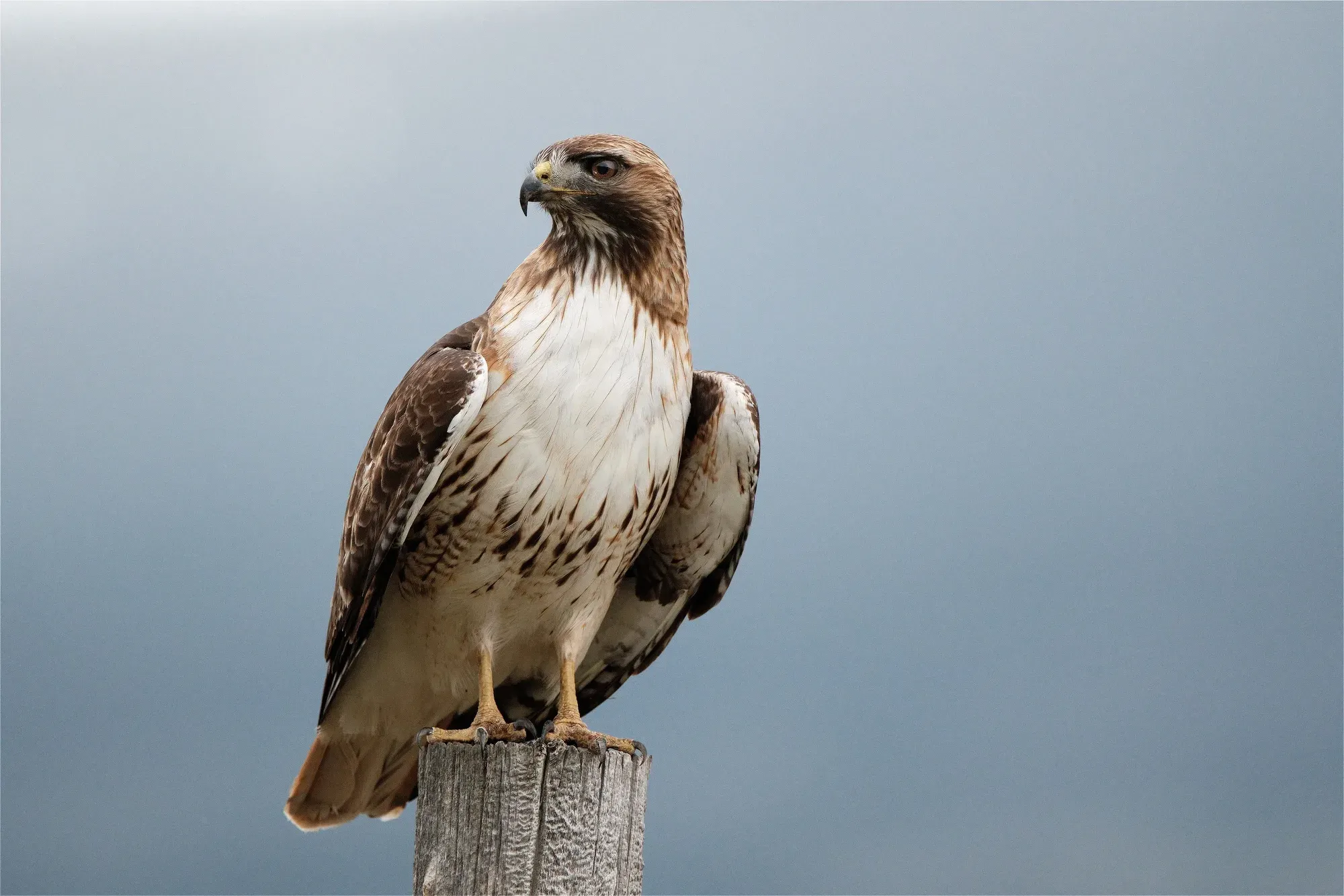 Red tailed hawk wooden post