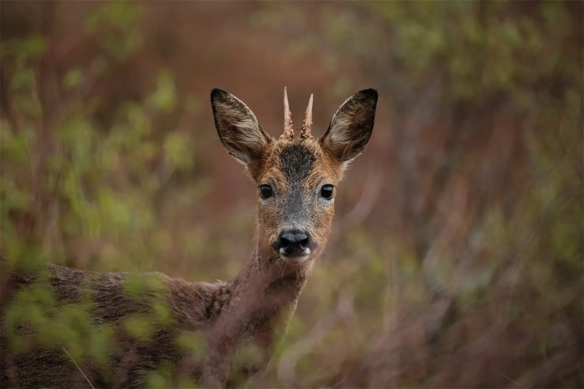 Roe deer buck portrait