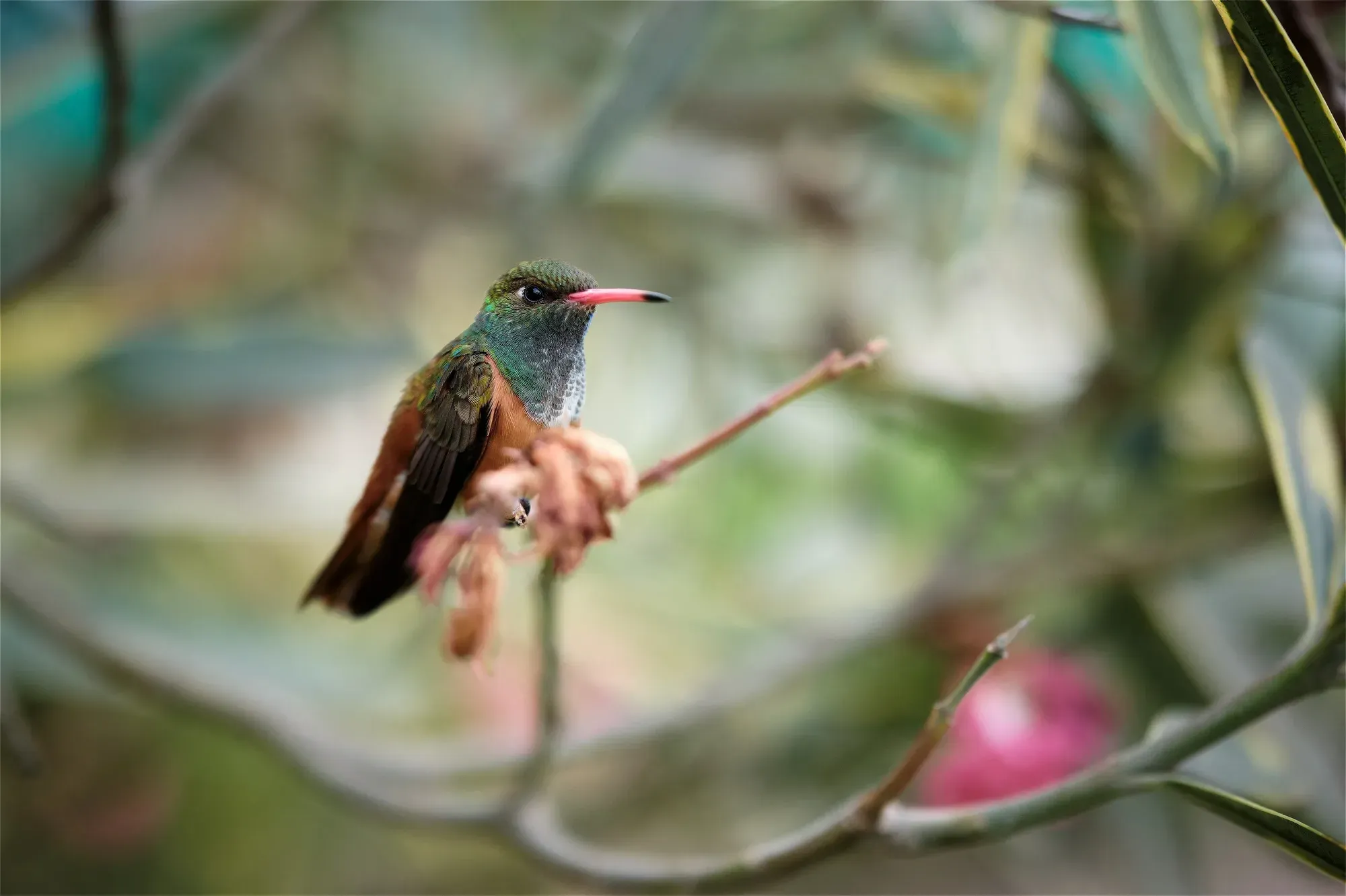 Rufous tailed hummingbird