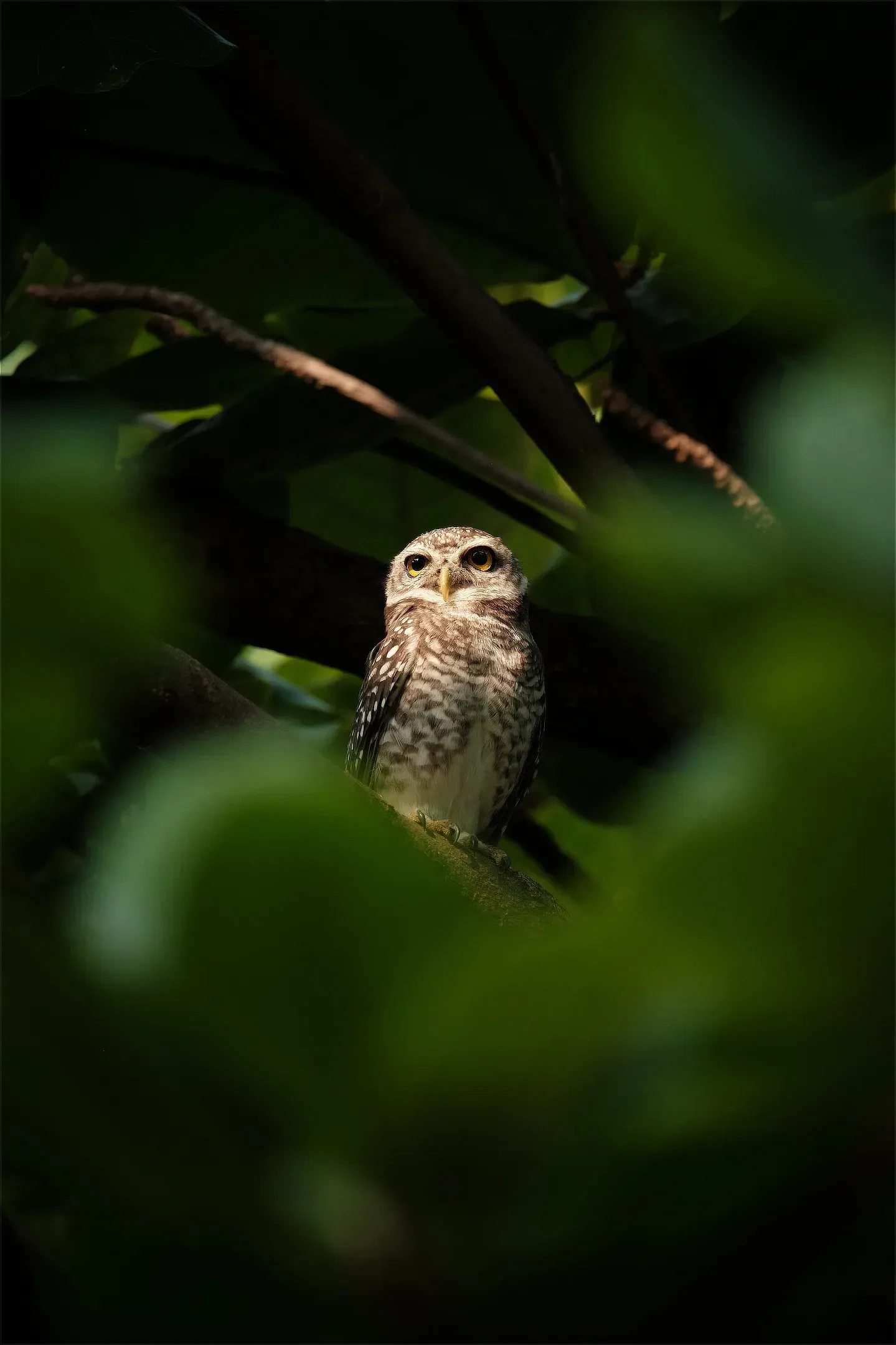 Spotted owlet green leaves
