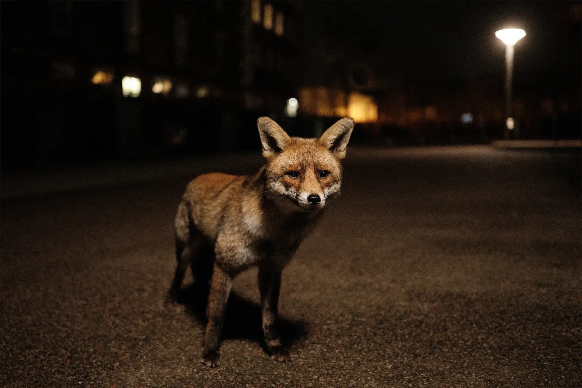 Urban fox night street