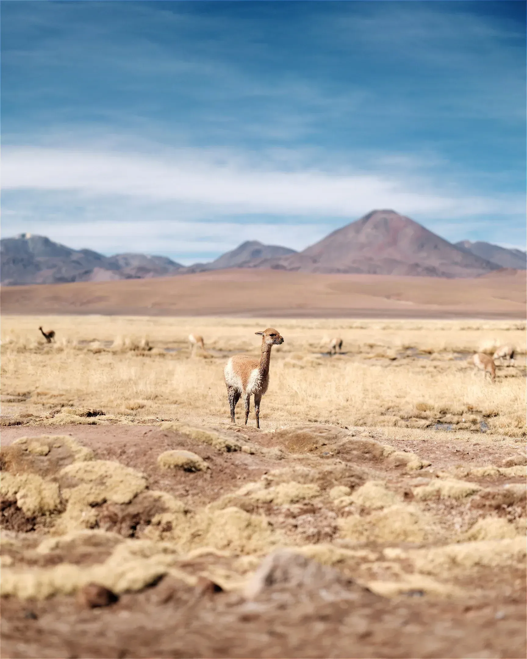 Vicuna atacama landscape