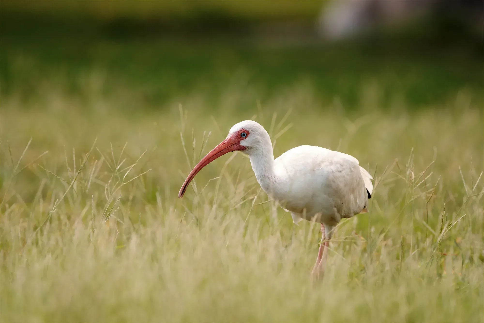 White ibis wading grass